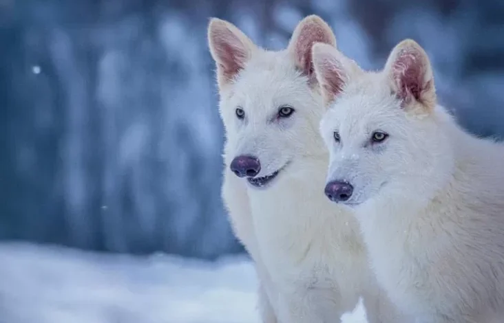 Ilmuwan Hidupkan Kembali Serigala Raksasa pada Serial Game of Thrones lewat DNA Kuno